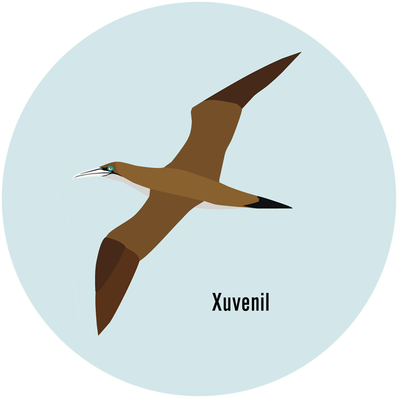 Alcatraz atlantico 1