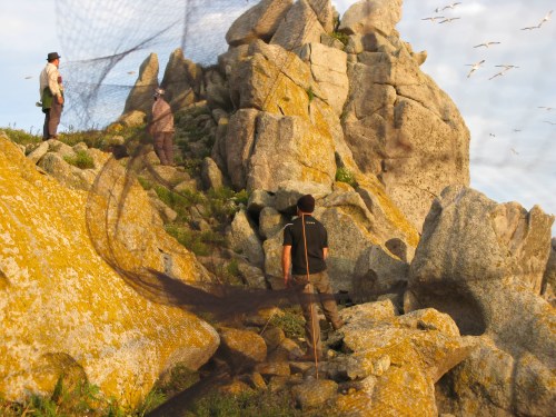 Calonectris Sisargas_20100715_09