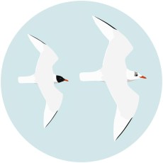 Gaviota cabecinegra 1