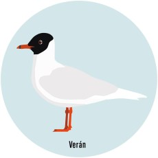 Gaviota cabecinegra 2