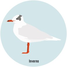 Gaviota cabecinegra 3