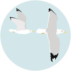 Gaviota patiamarilla 1