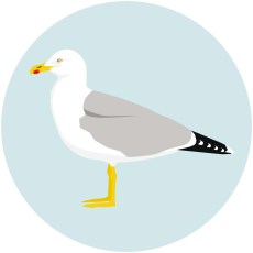 Gaviota patiamarilla 2