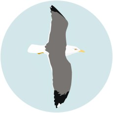 Gaviota sombria 1