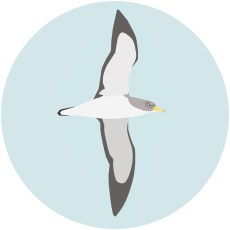 Pardela cenicienta 1