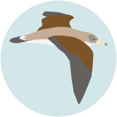 Pardela cenicienta 2