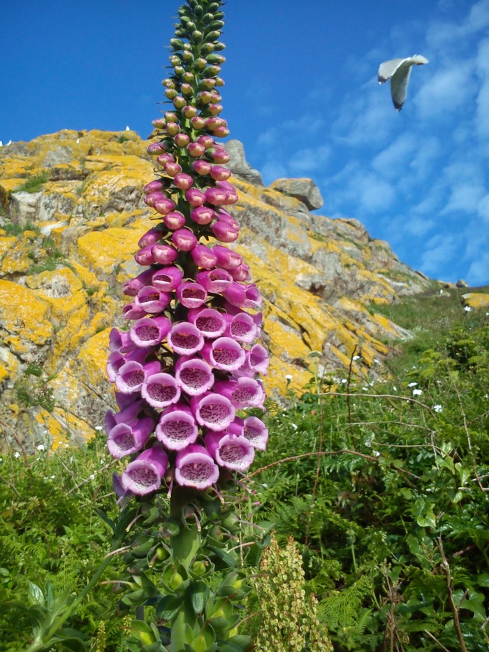 digitalis cantil illa do Faro