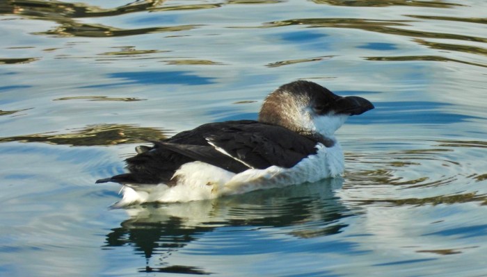 aro carolo en Meloxo